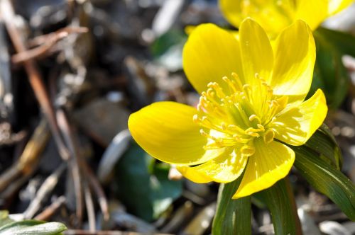 potentilla kobold flower