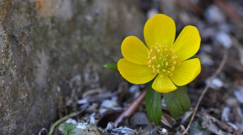 potentilla kobold flower