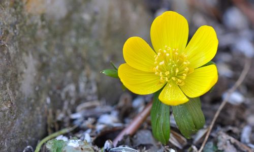 potentilla kobold flower