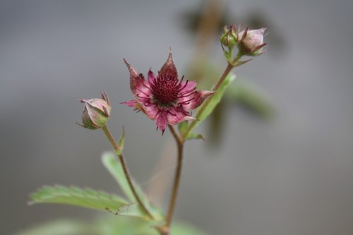 potentilla palustris  swamp-blood eye  pond