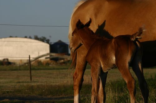 potrillo horse animal