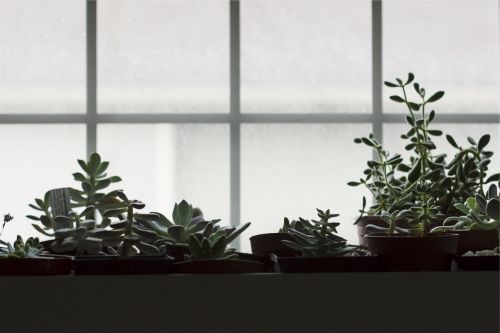 pots plants window
