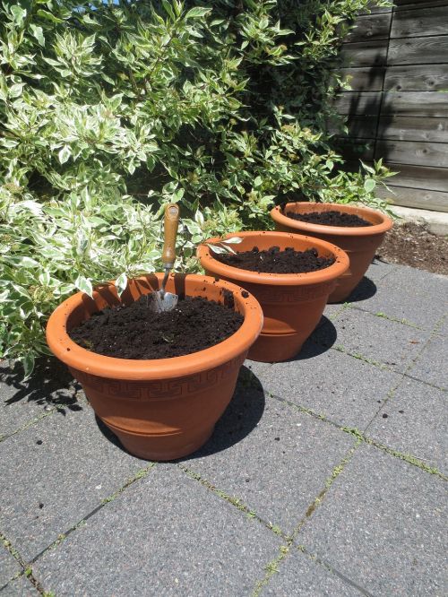 pots seeds gardening
