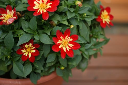 potted flower garden red