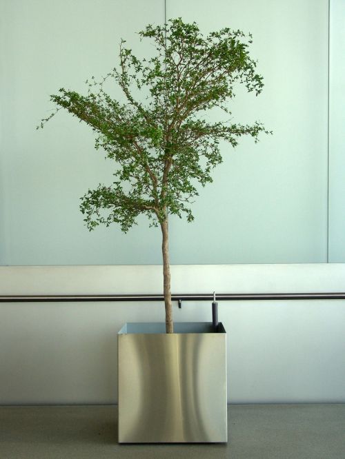 potted plant office plant tree