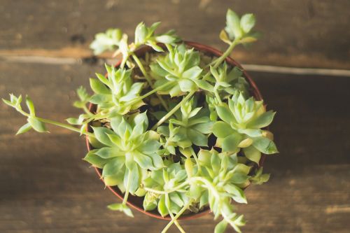 potted plant green plant