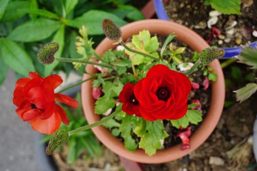 potted plant flowers rose