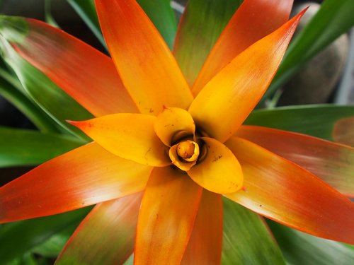 potted plant  exotic  green