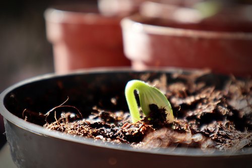 potted plant  seedling  green