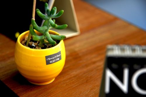 potted plant mini yellow