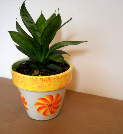 Potted Plant