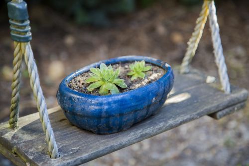 potted plants small fresh japan wind