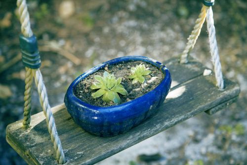 potted plants small fresh japan wind