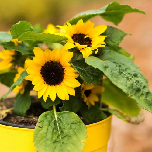 potted sunflowers yellow plant