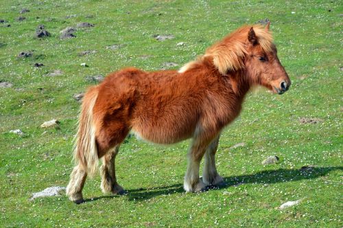 pottok horse of the pyrenees little basque horse