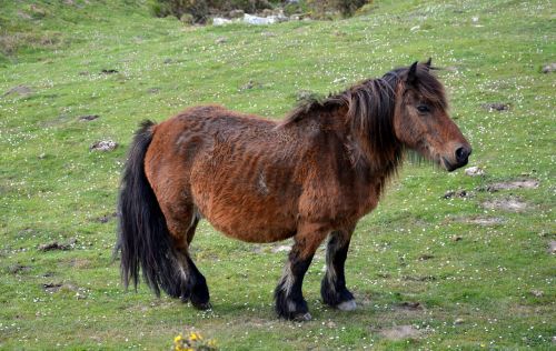 pottok horse of the pyrenees little basque horse