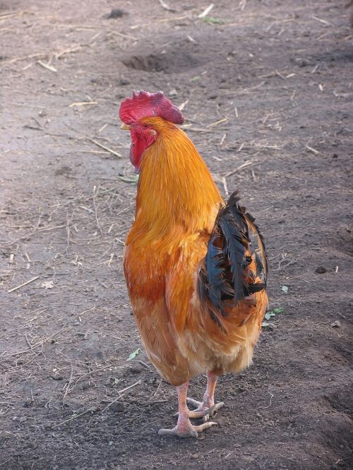 poultry barton cock