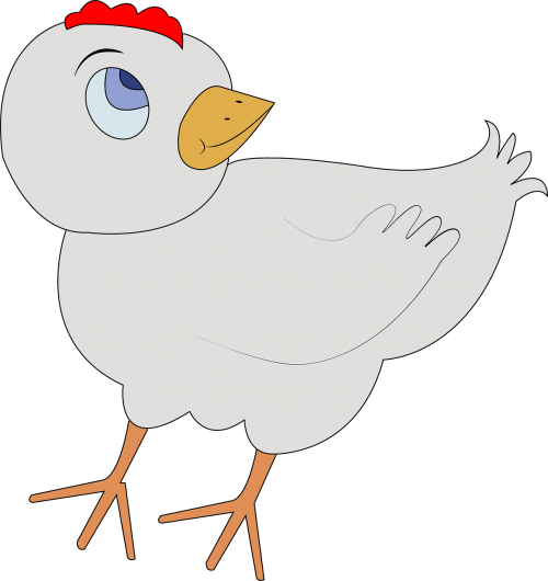 poultry bird chicken