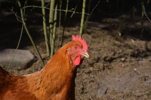 poultry hen agriculture