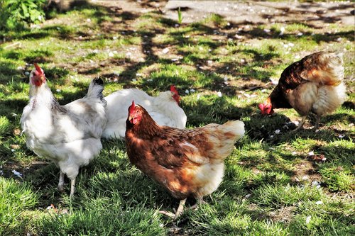poultry  birds  farm