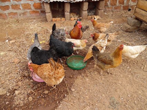 poultry farming africa moshi
