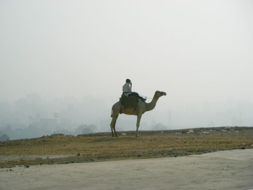 powder sand camel