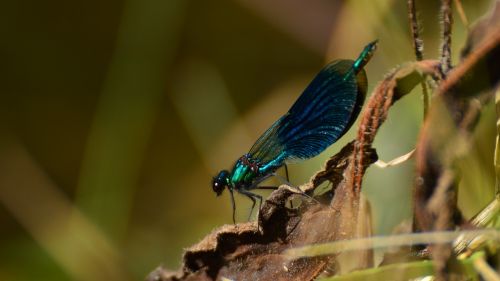 pozująca blue ważka