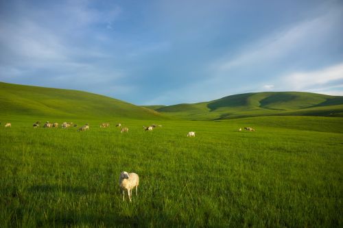 prairie sheep inner mongolia