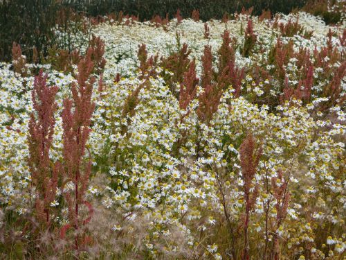 prairie wild flowers patagonia