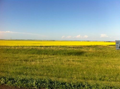 prairie countryside canola