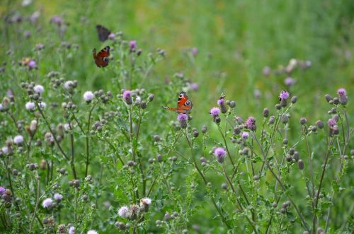 prairie insects butterflies