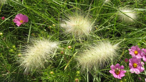 prairie  nature  summer