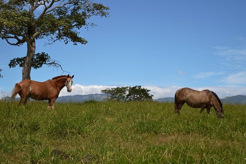 prairie  horse  horses