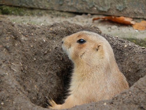 prairie dog rodent