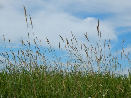 prairie tall grass sky