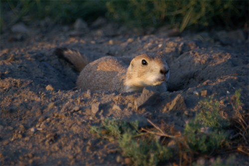 prairie dog animal burrowing