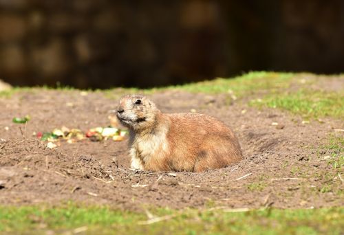 prairie dog marmot zoo
