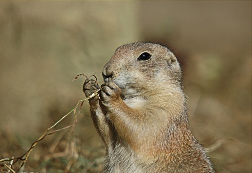 prairie dog rodent animal