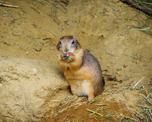 prairie dog mammal residential wells