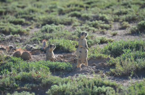 prairie dog prairie desert