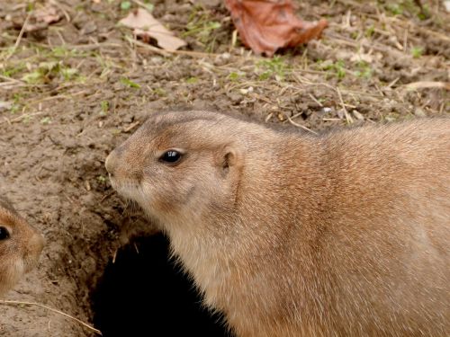 prairie dog animals rodent