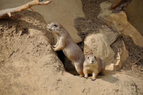 prairie dog rodent nager