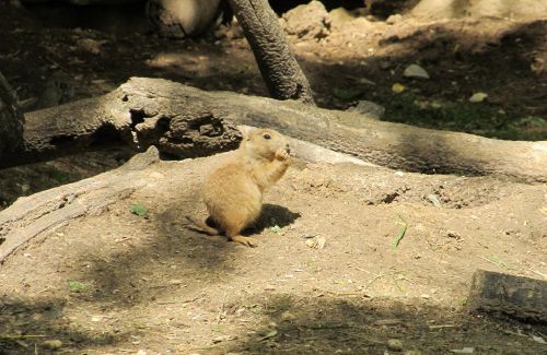 prairie dog portrait close up