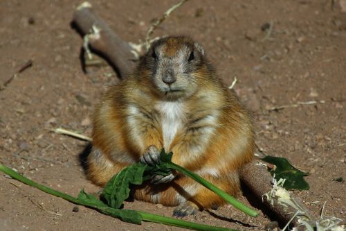 prairie dog ground squirrel rodent