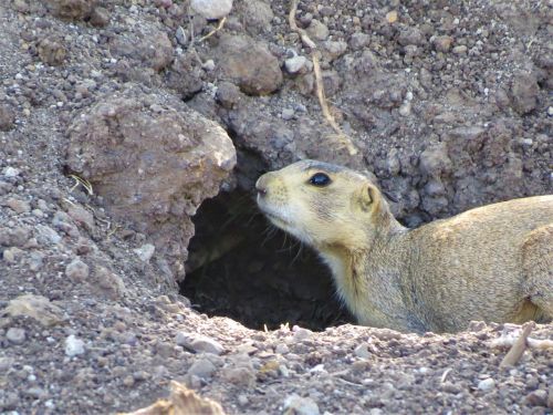 prairie dog animal wildlife