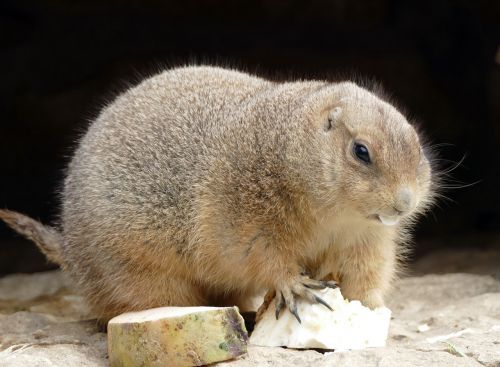 prairie dog animal food