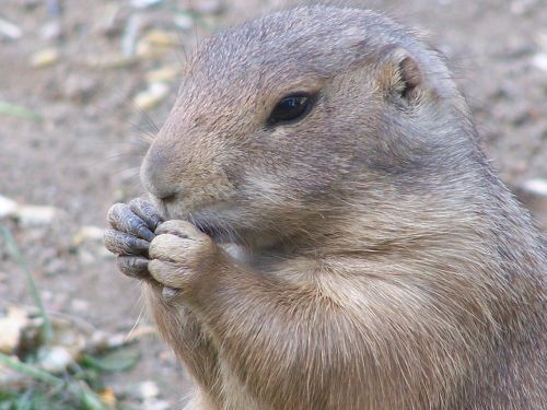 prairie dog nager rodent