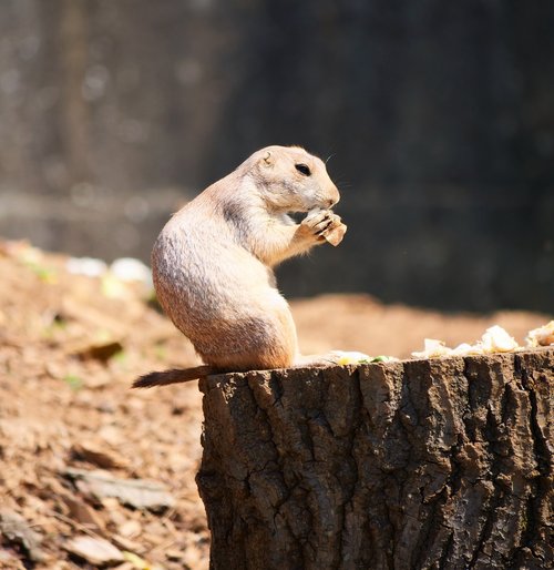 prairie dog  rodent  wildlife