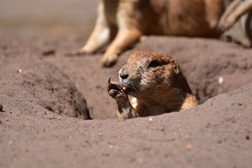 prairie dog  eat  young animal