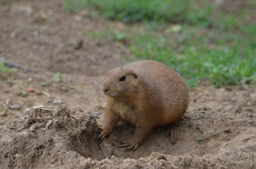 prairie dog  animal  woods